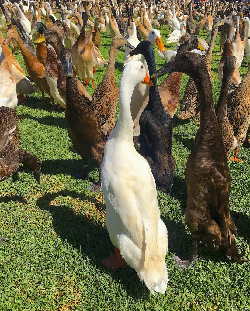 indian runner duck, nature, duck, runner, birds, ducks