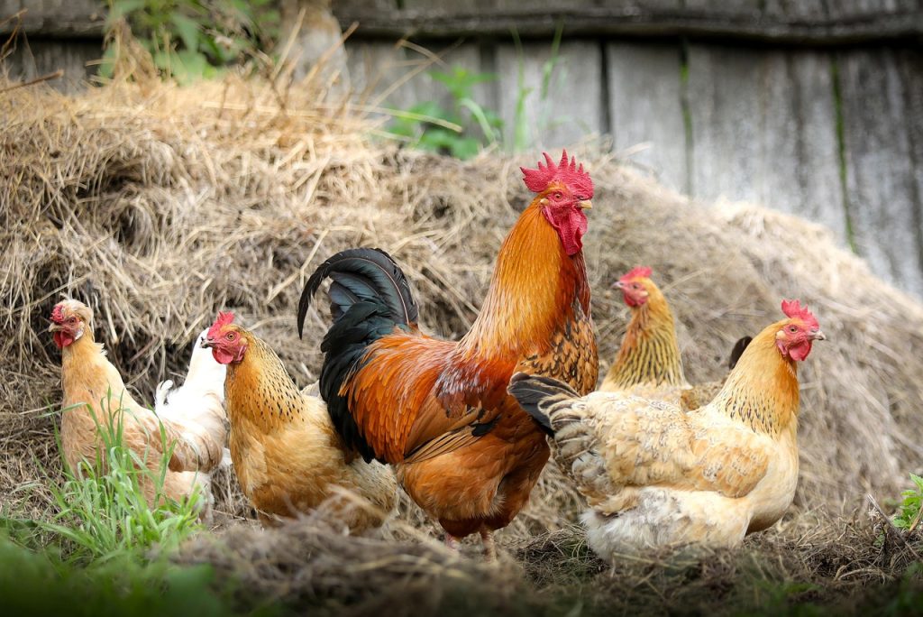 chickens, birds, poultry, rooster, hen, animals, nature, feathers, plumage, farm, village